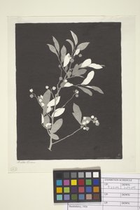 Huckleberry (blekk på papir)