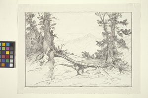 Sierra Pines (blekk på papir) av Bolton Coit Brown