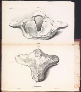 Atlas og brystbenet til hvalen, 1827 Atlas / Sternum (tittel på objekt)