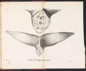 Utsnitt av hvalens halefinne, 1827 Coupe de la Nageoire Caudale (tittel på objekt)