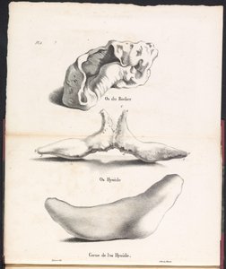 Tre deler av hyoidbenet til hvalen, 1827 Os du Rocher / Os Hyoid / Corne de l