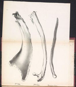 Three Ribs of the Whale, 1827 1st Côte / 2me Côte / Derniere Côte (tittel på objekt)
