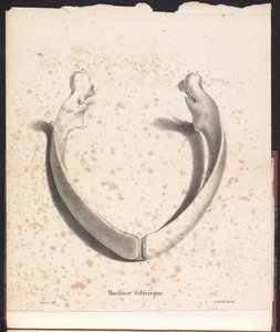 Hvalens underkjeve, 1827 Machoire inferior (tittel på objekt)