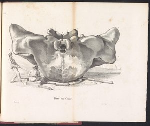 Hvalhodeskalle, 1827 Base du Crane (tittel på objekt)