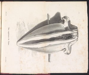 Hvalhodeskalle, 1827 Face supérieure du Crâne (tittel på objekt)