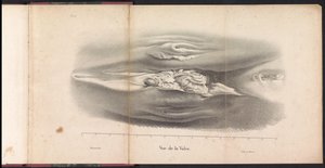 Hvalens kvinnelige kjønnsorganer, 1827 Vue de la Vulve (tittel på objekt)