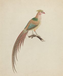 Gullfasan (Chrysolophus pictus)