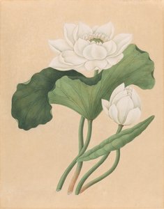 Øst-indisk lotus (Nelumbo nucifera)