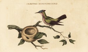Antilleansk kolibri, Orthorhyncus cristatus av British School