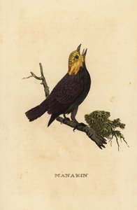 Gullhodet manakin, Ceratopipra erythrocephala av British School