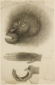 Hodet og hendene til en orangutang, ca. 1818-30 (blyant og akvarell på papir) av British School