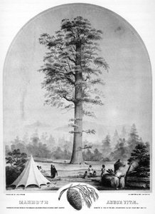 Et høyt tre, California, USA, 1800-tallet 1937.