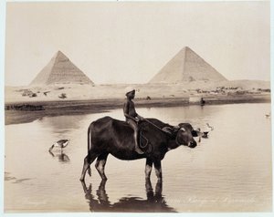 Et barn og en okse i en vannmasse ved foten av pyramidene til Chephren (Khephren) og Kheops (Cheops, Keops, Khoufu, Khufu) a Guizeh (Guiseh, Giza, Giza) - fotografi av Freres Zangali, sent 19. århundre