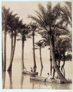 En palmelund ved foten av pyramidene i Egypt - fotografi av Zangali-brødrene, sent på 1800-tallet