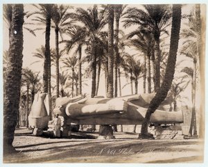 En statue av Memphis ligger i en palmelund i Egypt - fotografi av Zangali-brødrene, sent på 1800-tallet