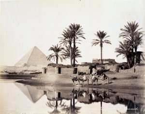 Kameler som drikker ved foten av pyramidene i Egypt - fotografi av Zangali-brødrene, sent på 1800-tallet