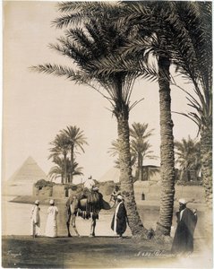 Palmelund ved foten av pyramidene i Egypt - fotografi av Zangali Brothers, sent på 1800-tallet