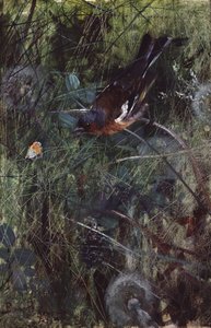 Bokfink av Bruno Andreas Liljefors