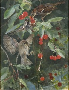 Sparrows in a Cherry Tree, 1885 av Bruno Andreas Liljefors