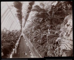Planter i et drivhus på Helen Gould-eiendommen (sen Jay Gould-residens) i Tarrytown, New York, 1894 (sølvgelatintrykk) av Byron Company