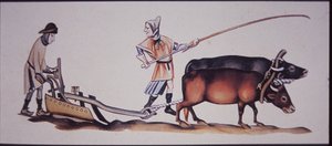 Middelaldermenn som pløyer med okser, fra en scene fra Luttrell Psalter (farge litho)