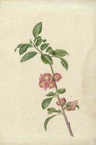 Blomstrende gren japansk kirsebær av C.J. Kruimel