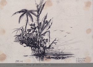 Gruppe av trær.... Java. 1. Kakaotre, 2. Palmetre, 3. Plantain av C.W. Browne