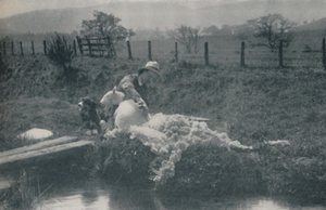 Saueklipping, 1910 av C. Reid