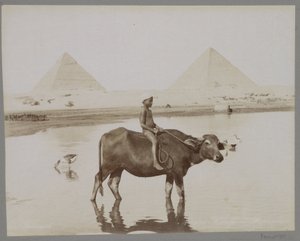 Gutt på en bøffel med to pyramider i bakgrunnen i Egypt Beufe et Pyramides (tittel på objekt) av C. and G. Zangaki