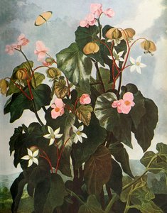 'Oblique-leaved Begonia', c1800, 1948. av Caldwell