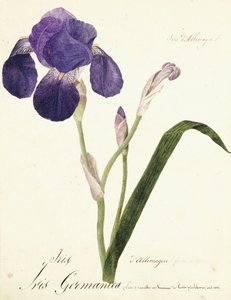 Tysk Iris Iris Germanicus, ca. 1815-1851 av Capitaine Pelletier