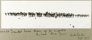 N.Z.M.F.A. transportere hester utarbeidet for inspeksjon på stranden, Khan Yunis, september 1917 av Capt. Arthur Rhodes