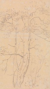 Sketch of Trees, Shorwell, Isle of Wight av Capt. Thomas Hastings
