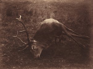 Død hjort