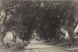 Avenue of the Banian Trees, Seringham, India   1309633   no       norwegian Successfully Translated  Original: La chasse du tsar au 16eme siecle (The tsars hunting in the 16th century). Oeuvre de Adolf Charlemagne (1826-1901). Huile sur carton Translat: La