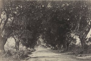 Avenue of the Banian Trees, Seringham, India, 1858.
