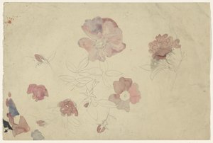 Blomsterstudier i lilla og rosa