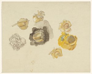Studier av blomster i gult av Carel Adolph Lion Cachet