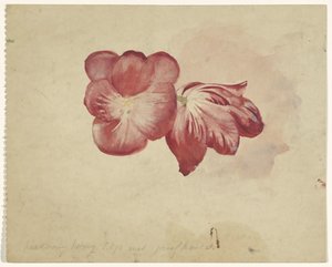 To røde tulipaner av Carel Adolph Lion Cachet