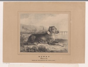 Hunden Donau Donau. Chien du Baron de Westreenen de Tiellandt (tittel på objekt) av Carel Christiaan Antony Last