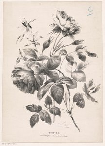 Twee rozen Pictura (serietittel på objekt) av Carel Christiaan Antony Last