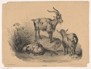 Vier geiten Pictura (series title on object)   1371711   no       norwegian Successfully Translated  Original: Caernarvon Castle and bay, c1780-1810 Translat: 
