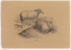 Fire sauer Pictura (serietittel på objekt) av Carel Christiaan Antony Last