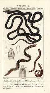 Støvlesnøreorm, Lineus longissimus 1, Borlasia angliae 1, snabelorm, Cerebratulus bilineatus 2, Cerebratulus bilineatus 2, båndorm, Tubulanus polimorphus 3, Tubulanus elegans 4