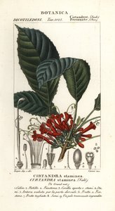 Cyrtandre plante, Cyrtandra staminea, Cirtandra staminea