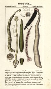 Fiskeigler og ferskvannsigler: Branchiobdellida 1, Pontobdella spinosa 2, Whitmania laevis 3, Hirudo vittata 4, Piscicola geometra 5, Ichthyobdella geometra 5, Geobdella trochetii 6