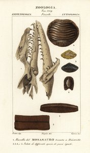 Fossil hodeskalle av en utdødd Mososaurus funnet ved Maastricht 1, og ganer til utdødd fisk 2-5