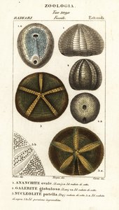 Fossiler av utdødde kråkeboller: Echinocorys (Ananchites) 1, Galerites globulosus 2 og Nucleolites patella 3