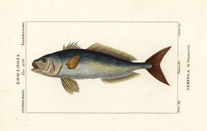 Amberjack, Seriola dumerili, Seriola di Dumeril