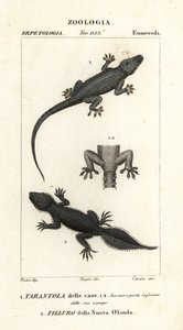 Husgekko, Hemidactylus frenatus 1, og bredhalegekko, Phyllurus platurus 2